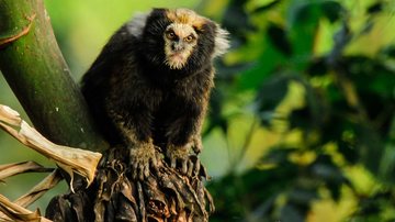 Um dos animais furtados foi da espécie sagui-da-serra-escuro - Jack Hynes