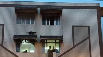 Animal ficou encurralado até a chegada do Corpo de Bombeiros - Reprodução/Praia Grande Mil Grau