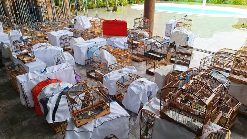 Denúncia do evento, no bairro Jaraguá, resultou na operação - Divulgação/Polícia Militar Ambiental