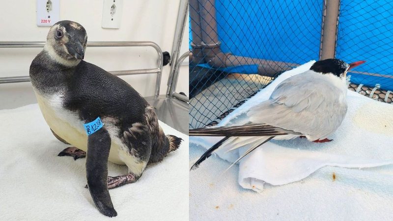 As aves foram transferidas para o Centro de Reabilitação e Despetrolização de Animais Marinhos - Divulgação/Instituto Biopesca