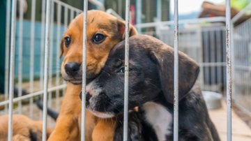 Interessados recebem orientações sobre o acompanhamento veterinário durante a vida do pet - Prefeitura de Bertioga