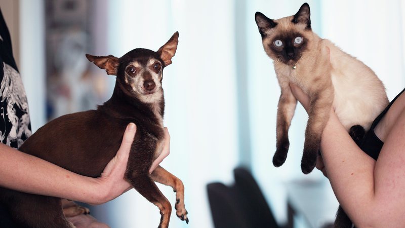 Cães e gatos precisam ter idade mínima de seis meses - Pexel/Alexander Grey