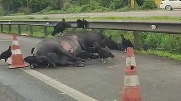 Animais pertenciam a uma fazenda da região - Reprodução/Guarujá Mil Grau
