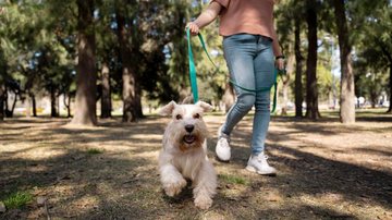 Tutores devem levar coleira, sacos para coleta, água e focinheira para cães de grande porte - Freepik/Banco de Imagens