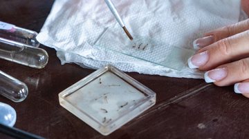Ação amplia estratégias de combate do mosquito transmissor da dengue, zika e chikungunya - Prefeitura de Bertioga