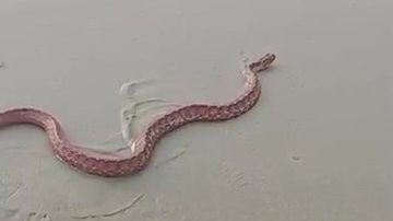 Serpente é nativa da Mata Atlântica e, em algumas regiões, é chamada de "corre-campo" - Reprodução internet/Beto Neves Alves