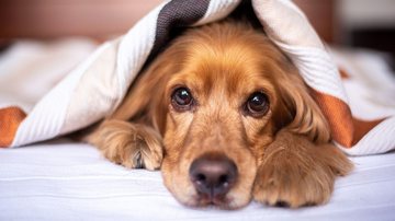 Animais de estimação, em especial cães e gatos,  possuem audição muito sensível - Imagem ilustrativa/Pixabay