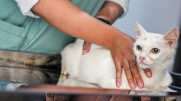 Ao primeiro sinal de mudança de comportamento, procure atendimento veterinário - Divulgação/Governo de SP/Instituto Butantan