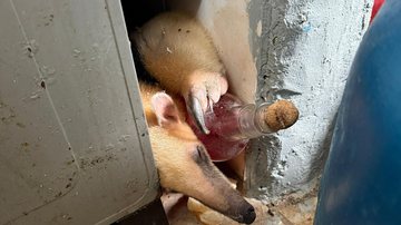 Espécie possui hábitos noturnos e se alimenta principalmente de formigas e cupins - Divulgação/Prefeitura de Guarujá
