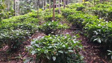 Produtores de palmeira-juçara de Ubatuba e Ilhabela podem se cadastrar a partir de abril - Divulgação/Fundação Florestal