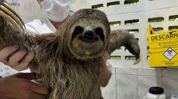 Em aproximadamente 60 dias, CNL resgatou um bicho-preguiça e um saíra-militar - Divulgação/CNL