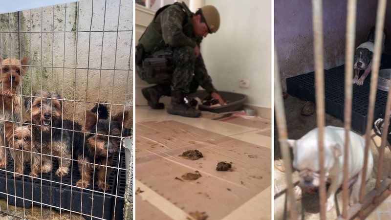 Animais foram encontrados presos em um ambiente degradante, em meio a fezes e sujeira - Divulgação/SSP-SP