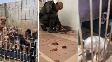 Animais foram encontrados presos em um ambiente degradante, em meio a fezes e sujeira - Divulgação/SSP-SP