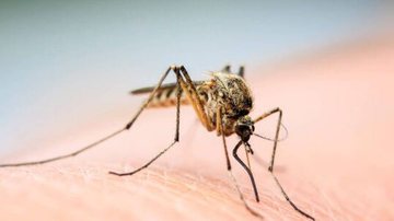 Caraguatatuba registrou 25 casos positivos de dengue, e investiga um óbito - Reprodução/Prefeitura de Caraguatatuba