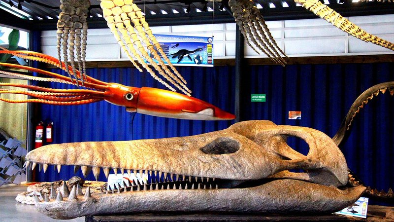 Exposição no Museu da Vida Marinha possui diversos animais marinhos e réplicas de animais  pré-históricos - Reginaldo Pupo