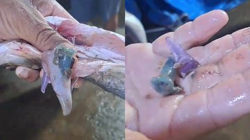 Toxinas dos pinos de cocaína podem causar problemas aos peixes e demais animais marinhos - Reprodução / imagens: Ionelcio Brito