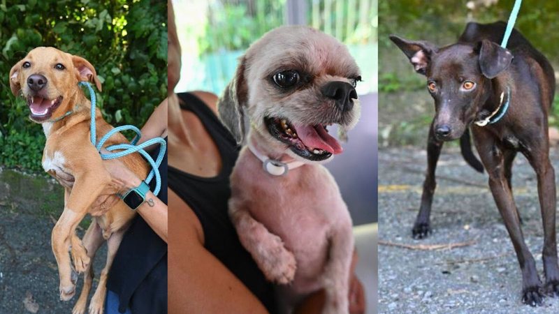 Na Codevida, há aproximadamente 120 animais, entre cães e gatos, à espera de adoção - Divulgação/Prefeitura de Santos