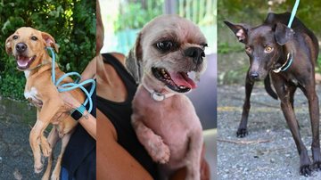 Na Codevida, há aproximadamente 120 animais, entre cães e gatos, à espera de adoção - Divulgação/Prefeitura de Santos