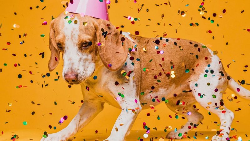 Até os pets vão entrar no clima do Carnaval - Imagem ilustrativa/Freepik
