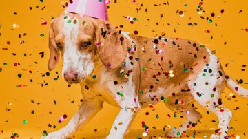 Até os pets vão entrar no clima do Carnaval - Imagem ilustrativa/Freepik