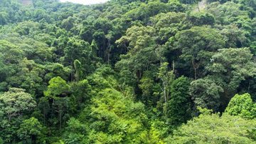 Expectativa é que, até 2026, 60% da área afetada pelos deslizamentos estejam recobertas por vegetação - Sergio Barzaghi/Governo de SP
