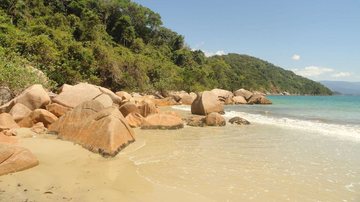 Conhecida por suas águas claras e areia fina e branca; um local popular para nadar, tomar sol e realizar outras atividades - Reprodução / Prefeitura de Ubatuba
