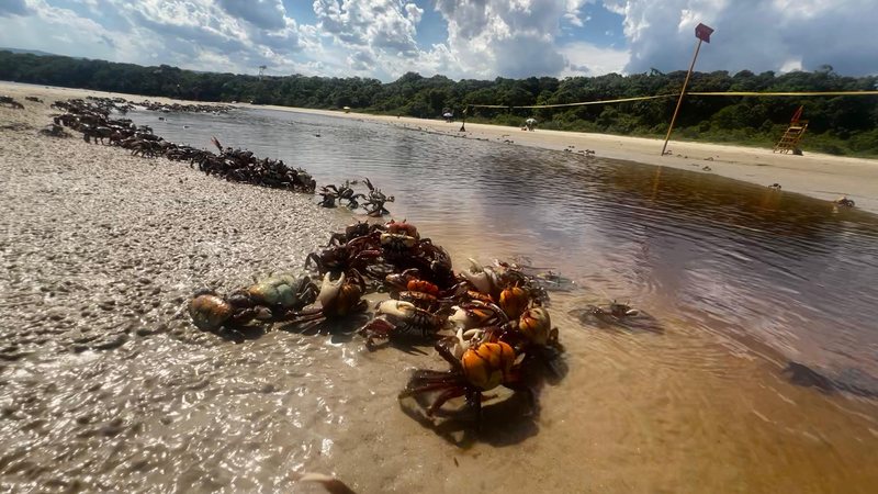Em Bertioga, apenas Itaguaré e Guaratuba registraram a presença de  caranguejos nas praias - Foto: Portal Costa Norte
