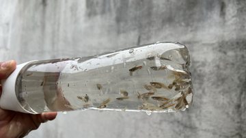 Espécie de peixe conhecida como "barrigudinho" atinge até 3,5 centímetros - Divulgação/Prefeitura de Guarujá