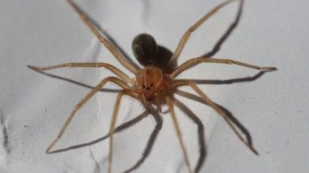 Curso aborda características gerais dos aracnídeos e morfologia e identificação da aranha-marrom - Divulgação FAPESP / Philipe de Liz Pereira/Wikimedia Commons