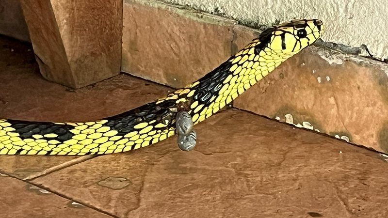 Serpente foi fotografada com dois carrapatos agarrados ao corpo - Foto: Eleni Nogueira