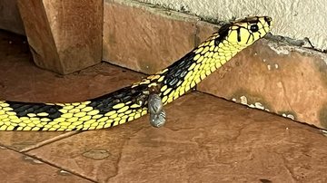 Serpente foi fotografada com dois carrapatos agarrados ao corpo - Foto: Eleni Nogueira