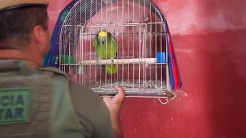 Animais foram encaminhados ao Instituto Eliseu, em Santos - Divulgação/SSP-SP