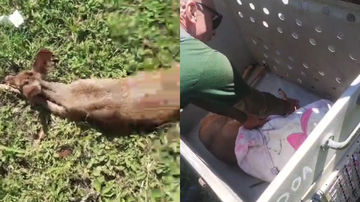 Animal foi resgatado pelo Departamento de Operações Ambientais (DOA) de Bertioga - Reprodução/Aconteceu em Bertioga