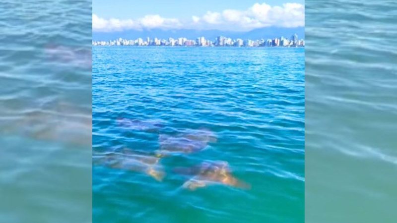 Raias aproveitaram a manhã ensolarada de sábado para um "rolê" na orla de Praia Grande - Reprodução/Instagram Prefeitura de Praia Grande