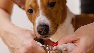 Iniciativa visa promover  saúde e bem-estar a cães e gatos - Imagem ilustrativa/Pixabay