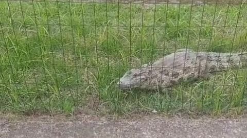 Animal media cerca de um metro e foi avistado entre os veículos - Reprodução Cubatão Mil Grau