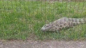 Animal media cerca de um metro e foi avistado entre os veículos - Reprodução Cubatão Mil Grau