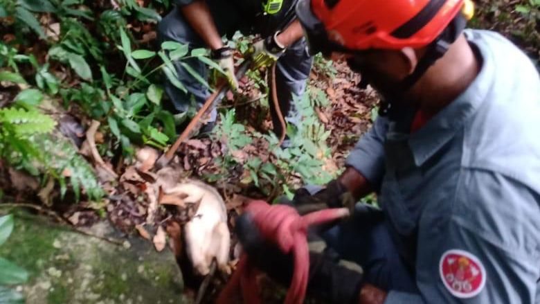 Animal estava com sinais de desnutrição e ferimentos infestados por larvas - Divulgação/11ºGB