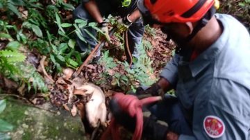 Animal estava com sinais de desnutrição e ferimentos infestados por larvas - Divulgação/11ºGB