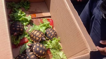 Jabutis estavam acondicionados em  caixa de papelão - Prefeitura de Praia Grande