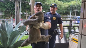 "Rolê" arriscado do bicho-preguiça ocorreu na tarde de domingo (27) - Divulgação/Prefeitura de São Vicente