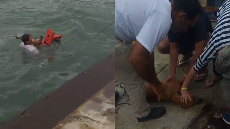 Animal foi resgatado com vida, mas visivelmente assustado e exausto - Divulgação/Semil
