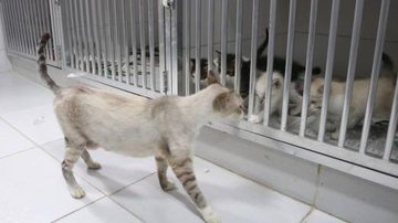 Gatinhos sofrem com o frio do inverno - Divulgação/Prefeitura de Santos