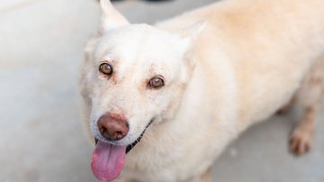 Unidade de Bertioga disponibiliza mais de 100 cães e 50 gatos para adoção - Joanderson Piropo/Prefeitura de Bertioga
