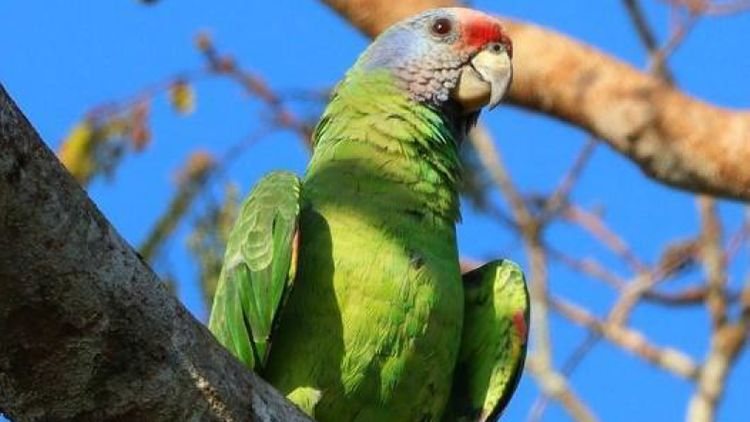 Papagaio-de-cara-roxa é uma das aves candidatas - Prefeitura de Itanhaém