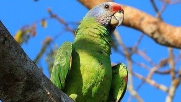 Papagaio-de-cara-roxa é uma das aves candidatas - Prefeitura de Itanhaém