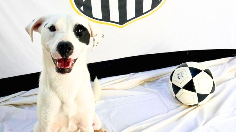 Peludos estão castrados, vacinados, vermifugados e com microchip - Henrique Teixeira/Prefeitura de Santos