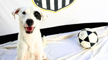 Peludos estão castrados, vacinados, vermifugados e com microchip - Henrique Teixeira/Prefeitura de Santos