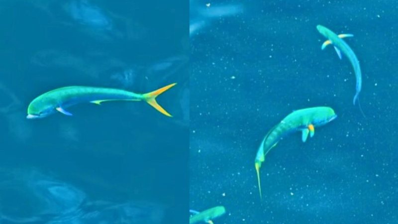 Espetáculo da natureza: cardume de dourados do mar é flagrado em Bertioga