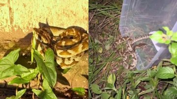 Serpente estava em um canteiro do estacionamento do supermercado - Reprodução/Instagram GCM Ambiental